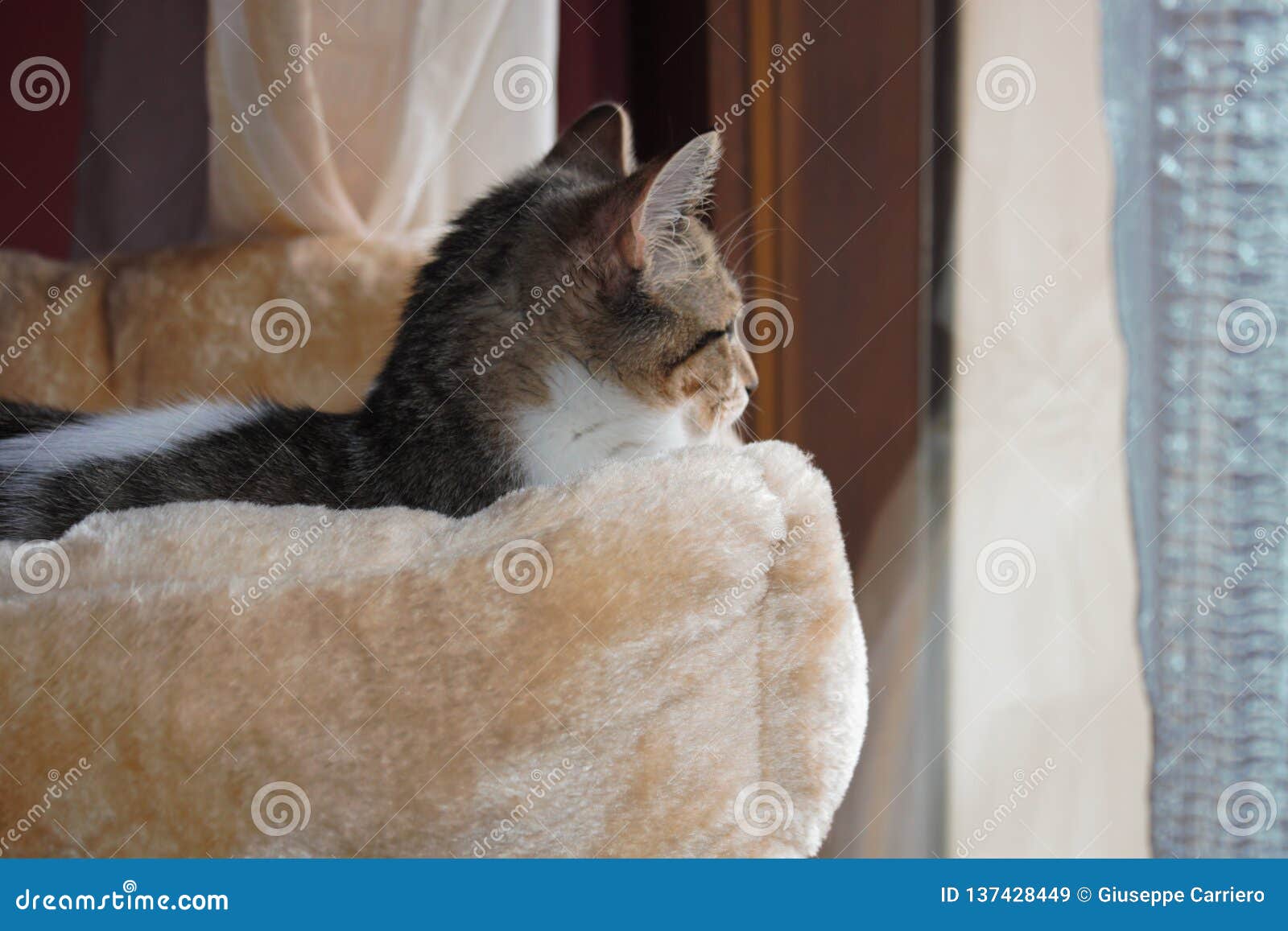 theÃÂ european shorthair, called theÃÂ europeanin fife and wcf is aÃÂ cat breedÃÂ originating inÃÂ europe.